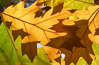 Herfstbladeren