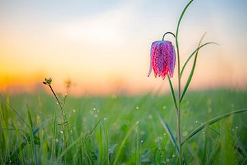 Snake's Head Fritillary (Fritillaria meleagris) in a meadow during a beautiful springtime sunrise wi by Sjoerd van der Wal Photography