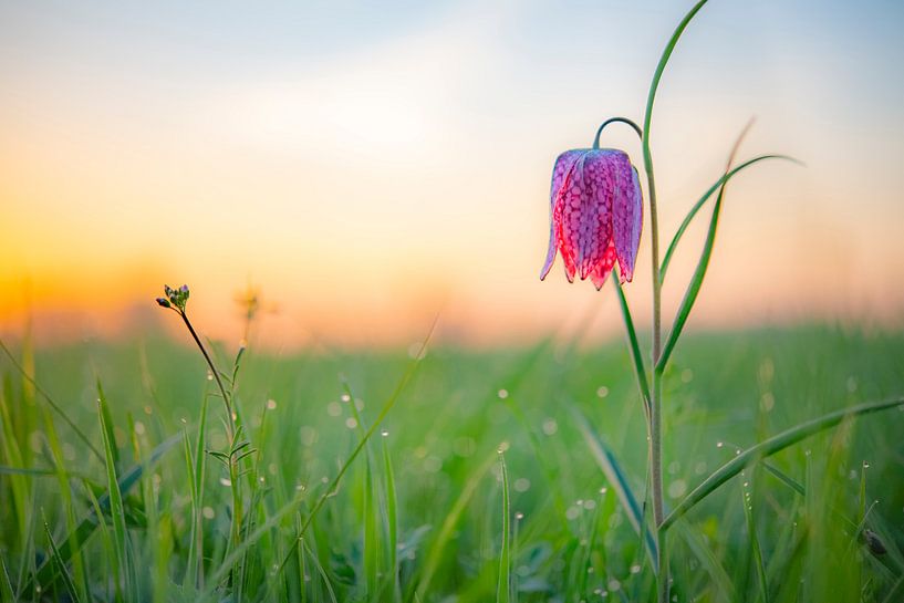 La fritillaire pintade dans un pré pendant un magnifique lever de soleil printanier par Sjoerd van der Wal Photographie