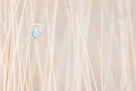 Das Ikarus-Blau von Danny Slijfer Natuurfotografie