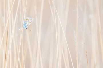 Het icarusblauwtje van Danny Slijfer Natuurfotografie