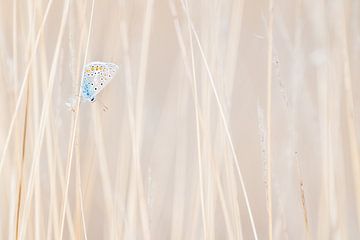 The icarus blue by Danny Slijfer Natuurfotografie