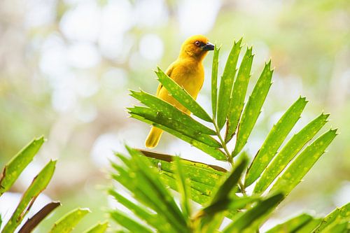 Yellow bird von Anna Maria Smelt