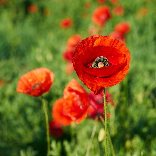 rot blühender Klatschmohn auf einer Blumenwiese im Sommer