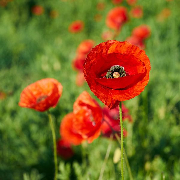 rot blühender Klatschmohn auf einer Blumenwiese im Sommer von Heiko Kueverling