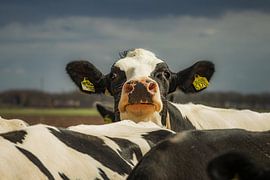 Koe komt even kijken. van Hans Buls Photography