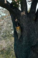 Léopard observant depuis un arbre – Serengeti, Tanzanie