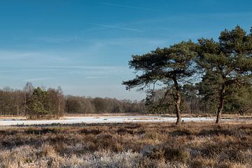 Hedgehog lake, winter landscape in Veenendaal by Gerrit de Groot