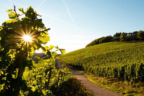 Weinfeld bei Sonnenuntergang von Berdien van Drogen