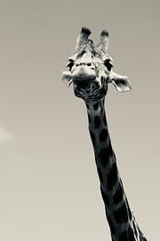Giraffe von NoirLight