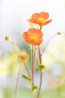 Red flowers