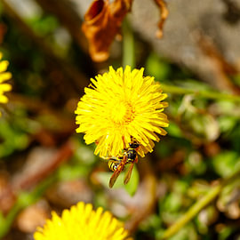 Wasp pollinating yellow dandelion flower outdoors in spring by de-nue-pic