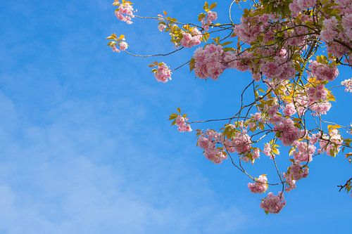 Rose Bloesem, het is lente