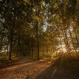 Sonnenuntergang im Wald von Evert Jan Heijnen