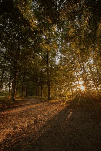 zonsondergang in het bos van Evert Jan Heijnen
