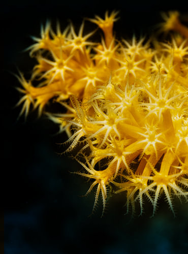 Dendronephthya sp
