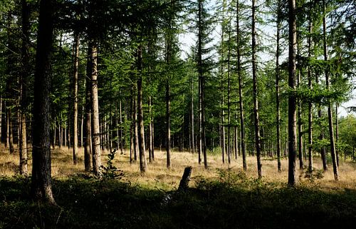 Amerongse Berg