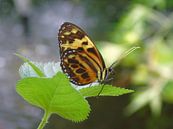 Eueides isabella ( Tropische vlinders ) Collectie 2018 van Jan van Bruggen thumbnail
