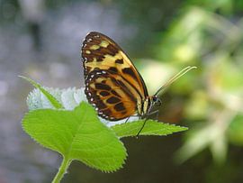 Eueides isabella ( Tropische vlinders ) Collectie 2018 by Jan van Bruggen