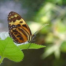 Eueides isabella ( Tropische vlinders ) Collectie 2018 sur Jan van Bruggen