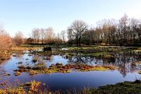 Weerspiegeling in het water