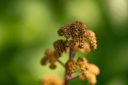 Nature de Brown