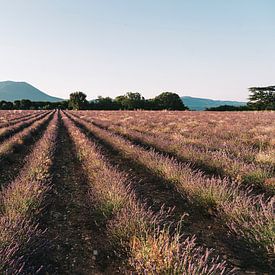 Sonnenaufgang im Lavendelfeld in der schönen Provence, Frankreich von Elke Wendrickx