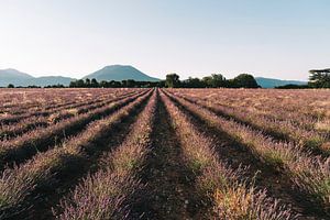Sunrise in lavender field in beautiful Provence, France by Elke Wendrickx