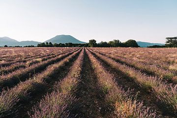 Zonsopgang in lavendelveld in de prachtige Provence, Frankrijk van Elke Wendrickx