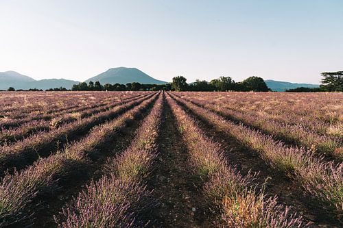 Sunrise in lavender field in beautiful Provence, France
