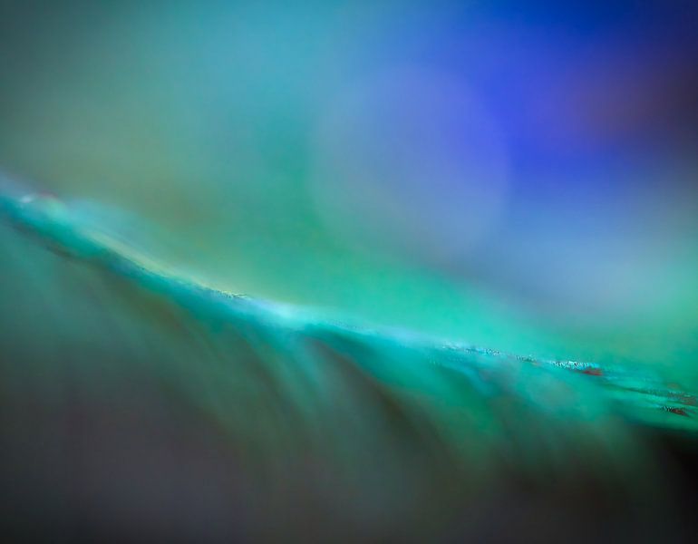 abstract background - peacock feather by Li-Bro