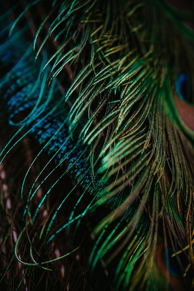 Pauw van Danielas ARTPicture