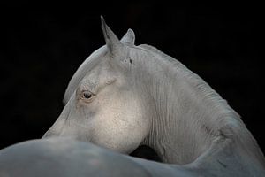 Fine Art Blackfoto eines weißen Pferdes