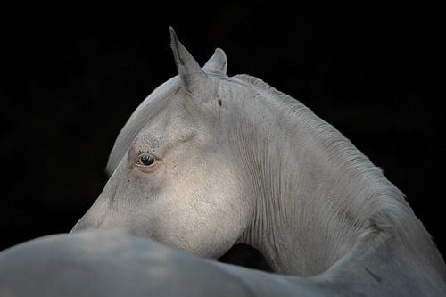 Fine Art Blackphoto van een wit paard