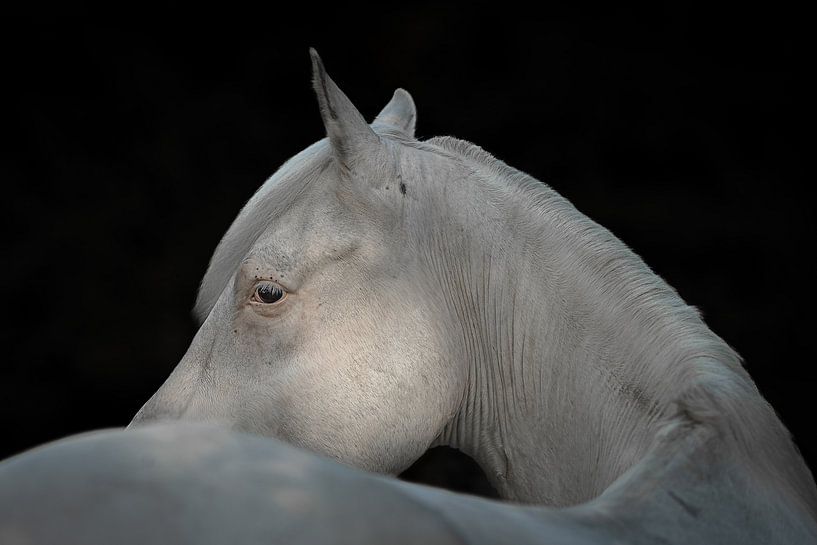 Fine Art Blackphoto of a white horse by Irene Ruysch fotografie