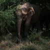 Asiatischer Elefant in Sri Lanka von Visuals by Justin