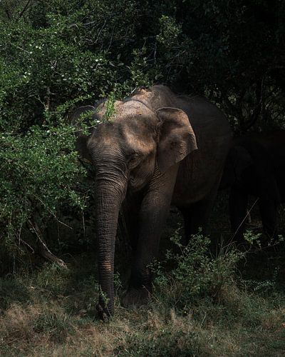Asian elephant in Sri Lanka