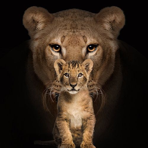 Mother with child, lions by Bert Hooijer