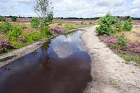 Puddle of water on footpath through the heath