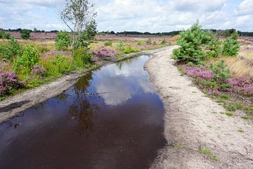 Wasserpfütze auf dem Fußweg durch die Heidelandschaft von Folkert Jan Wijnstra