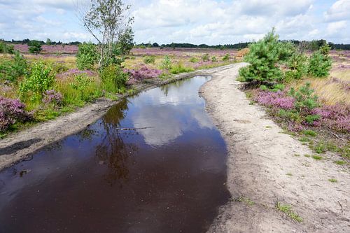 Plas water op wandelpad door de hei