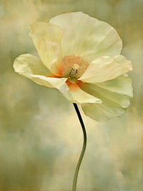 Die Eleganz der Mohnblume von Imagine