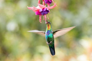 Flying Fiery-throated Hummingbird with fuchsia flower by RobJansenphotography