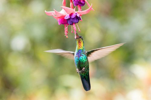 Vliegende Fiery-throated Hummingbird met fuchsia bloem