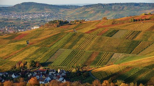 Wijngaarden in de ondergaande zon, herfstkleuren in de gouden oktober