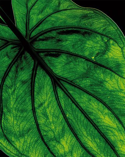 Close-up Monstera-blad