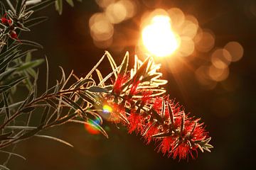 Callistemon van Klaus-Dieter Schulze