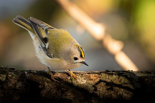 Goudhaan Couleurs chaudes