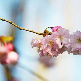 Zartrosa Sakura-Blüten von Ivonne Fuhren-van de Kerkhof