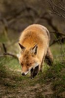 Fox sucht.